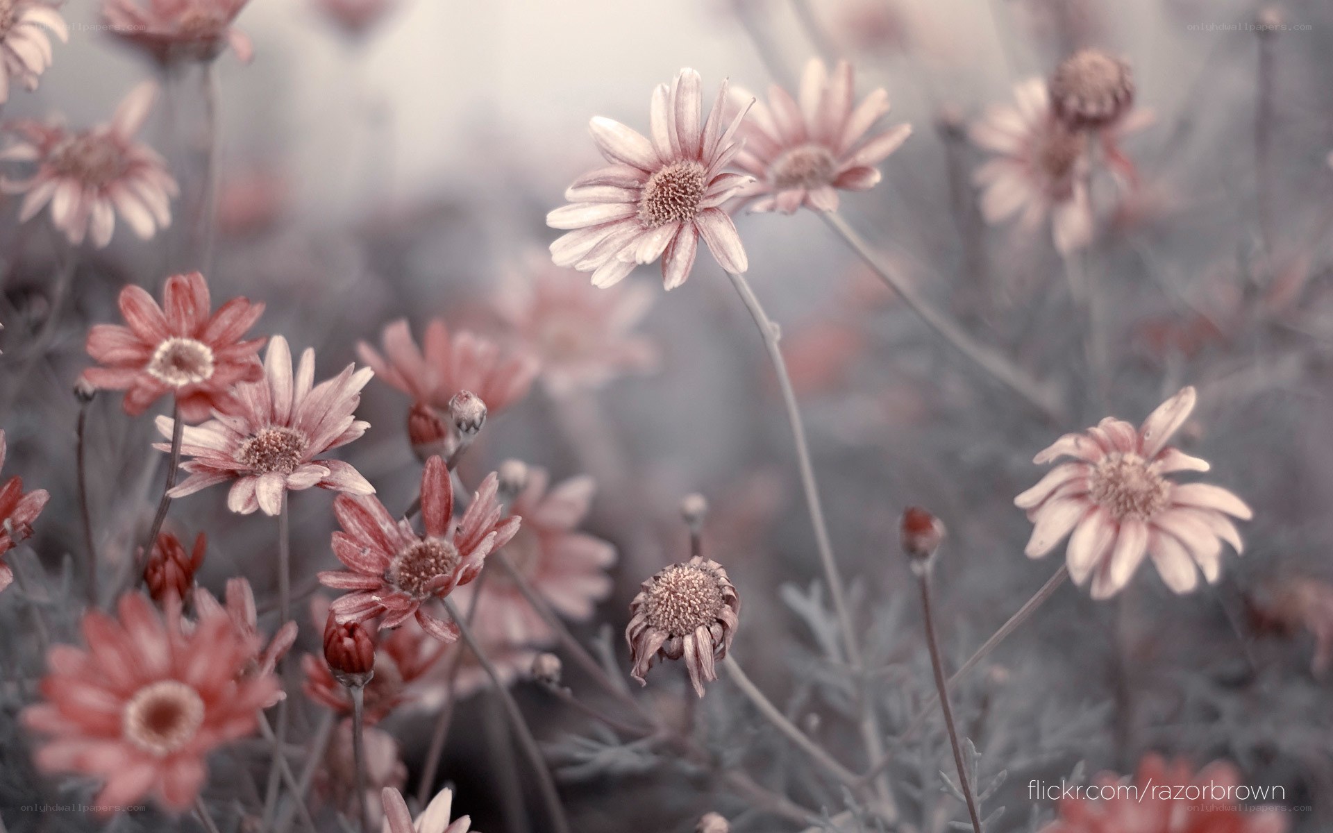 Pink daisies in soft focus