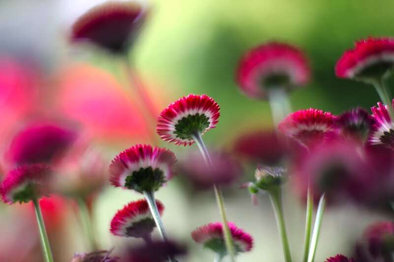 Pink daisies in soft focus