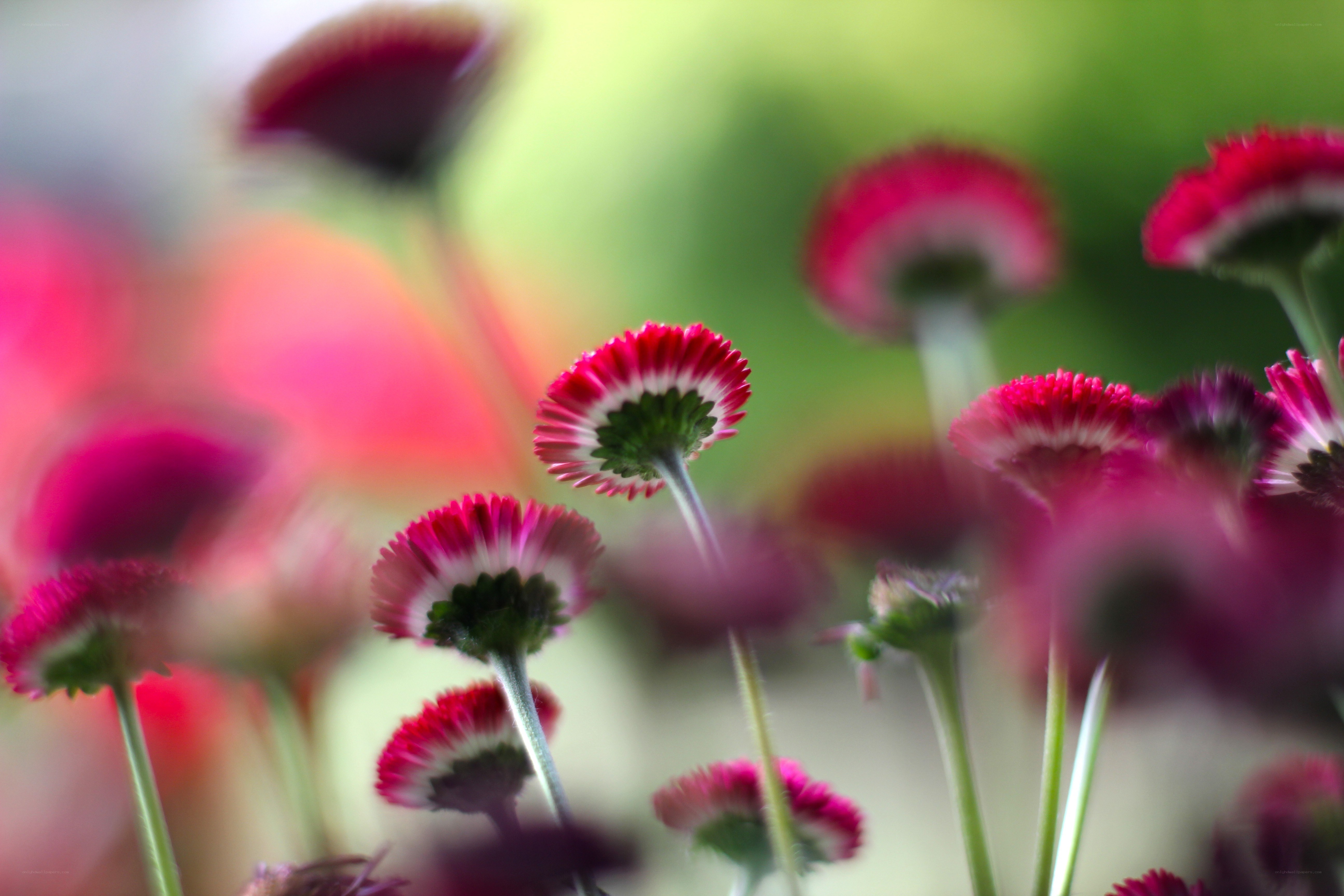 Pink daisies in soft focus
