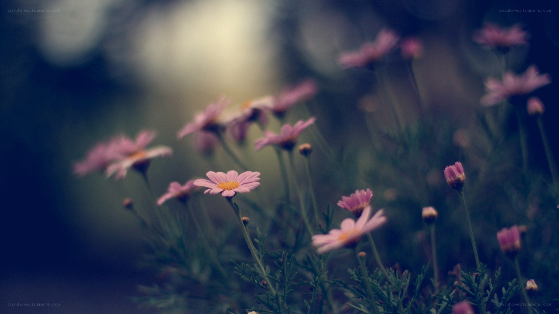 Pink daisies in soft focus