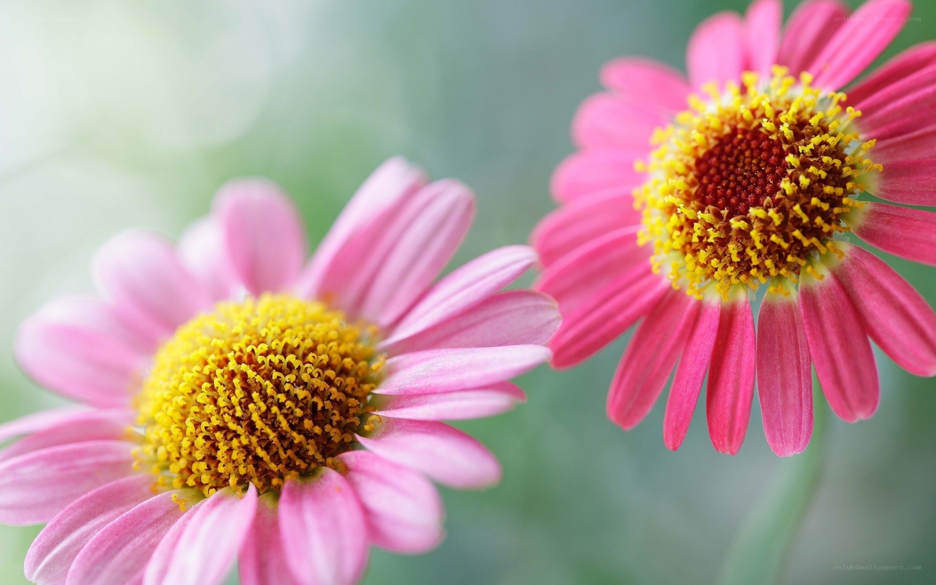 Pink daisies in soft focus