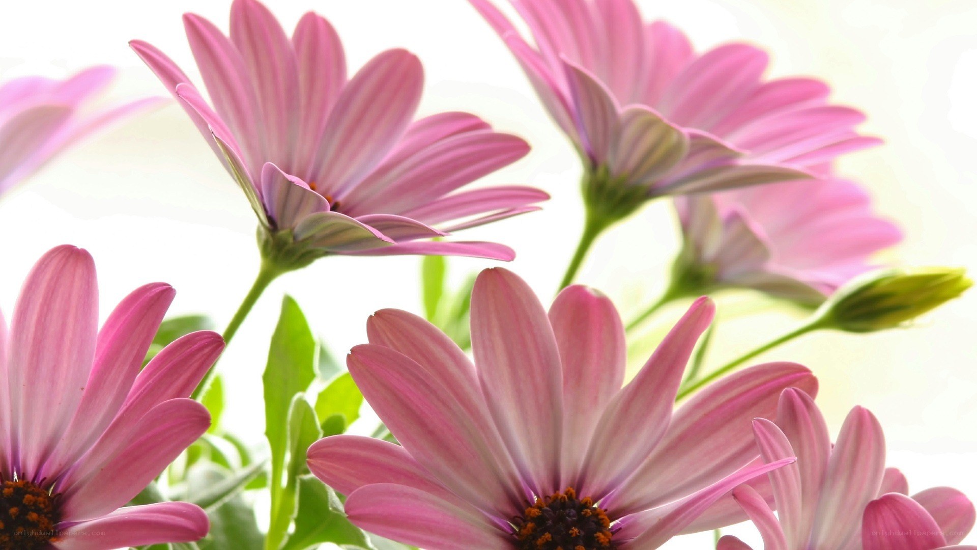 Pink daisies in sunlight