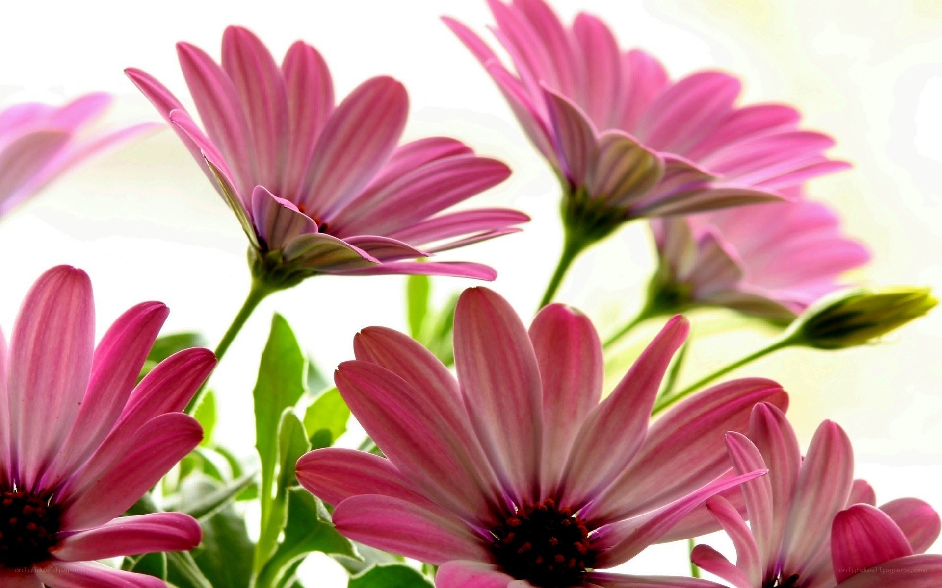 Pink daisies in sunlight