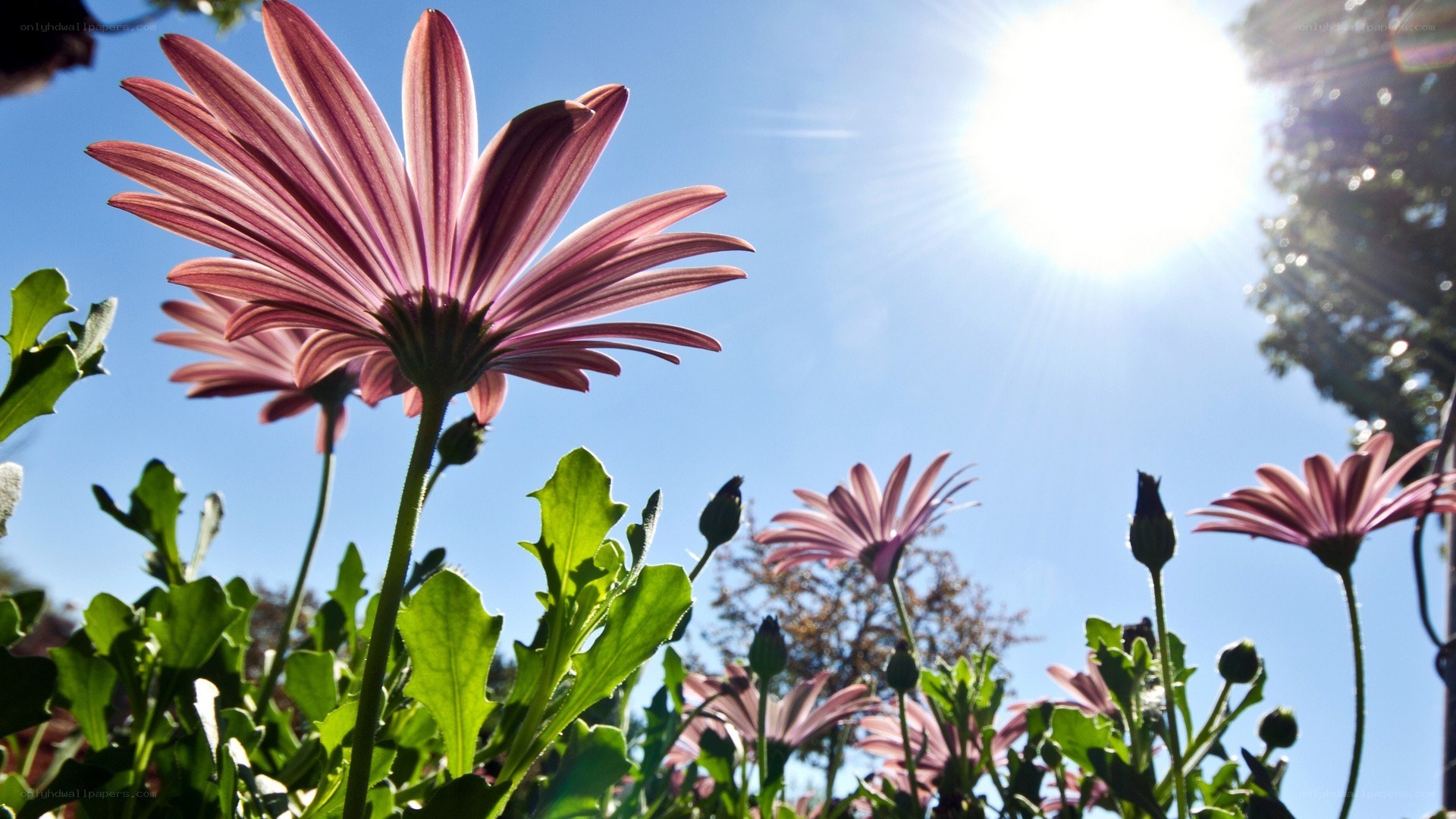 Pink daisies in sunlight
