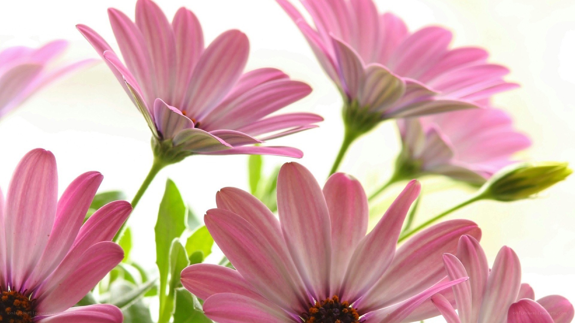 Pink daisies in sunlight