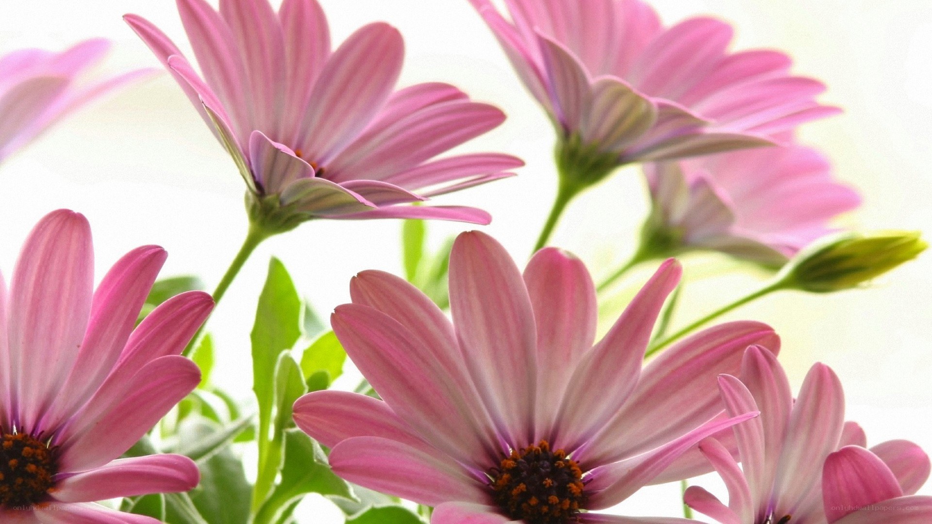 Pink daisies in sunlight
