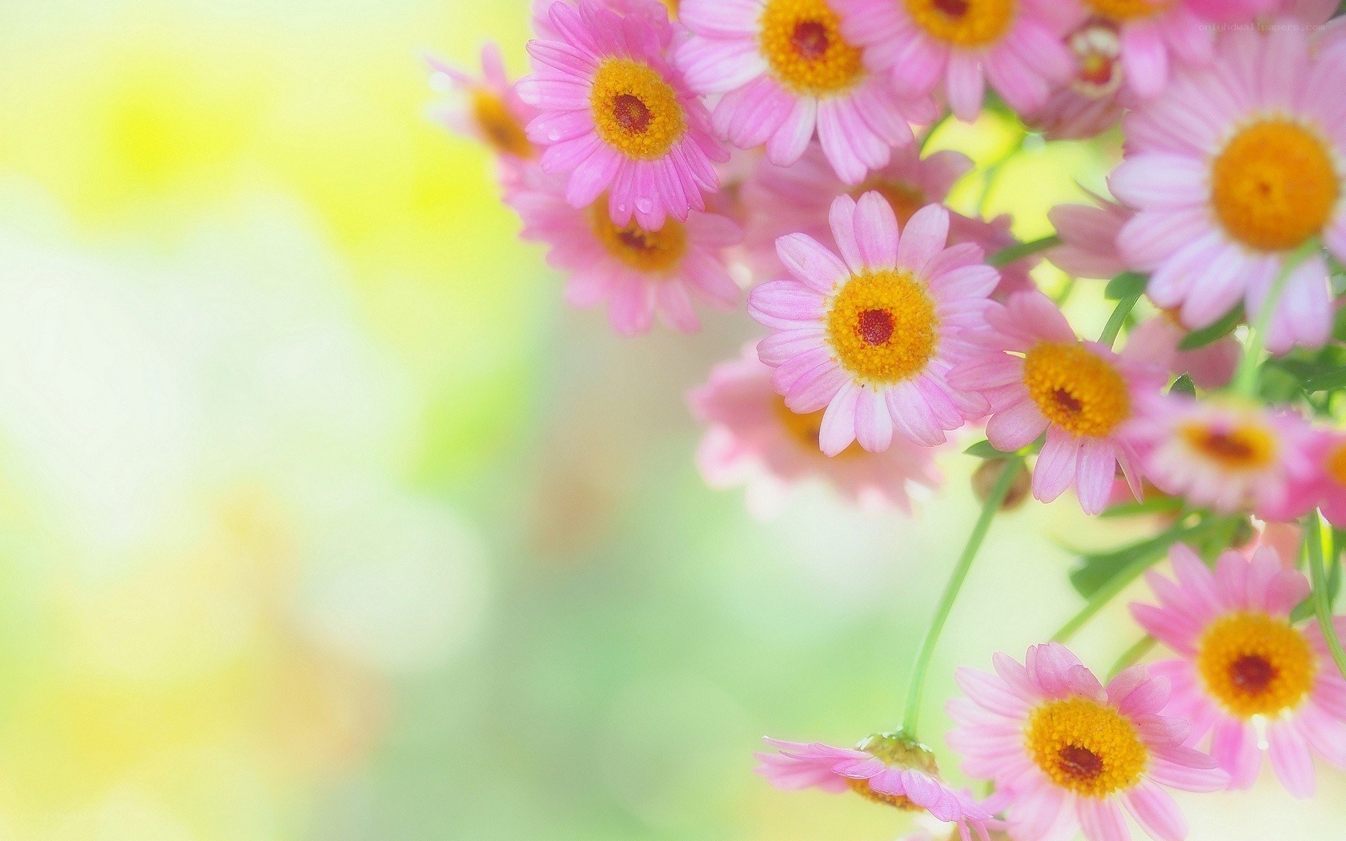 Pink daisies in sunlight