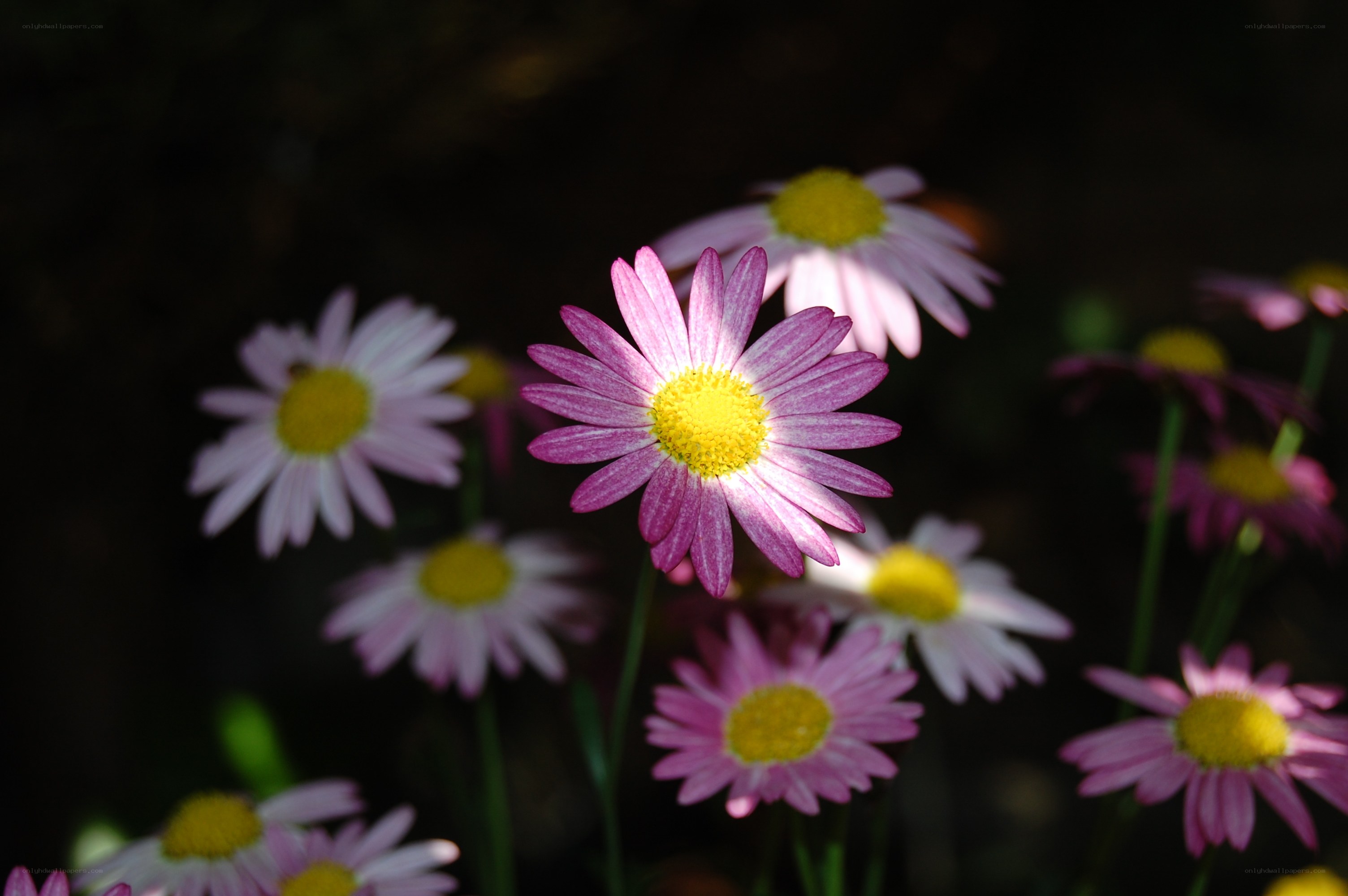 Pink daisies in sunlight