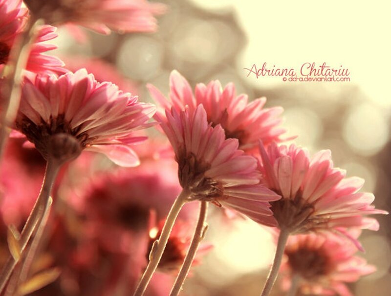 Pink Daisies in Sunlight — Serene