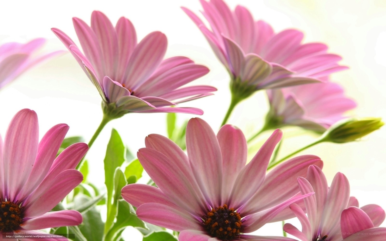 Pink daisies in sunlight