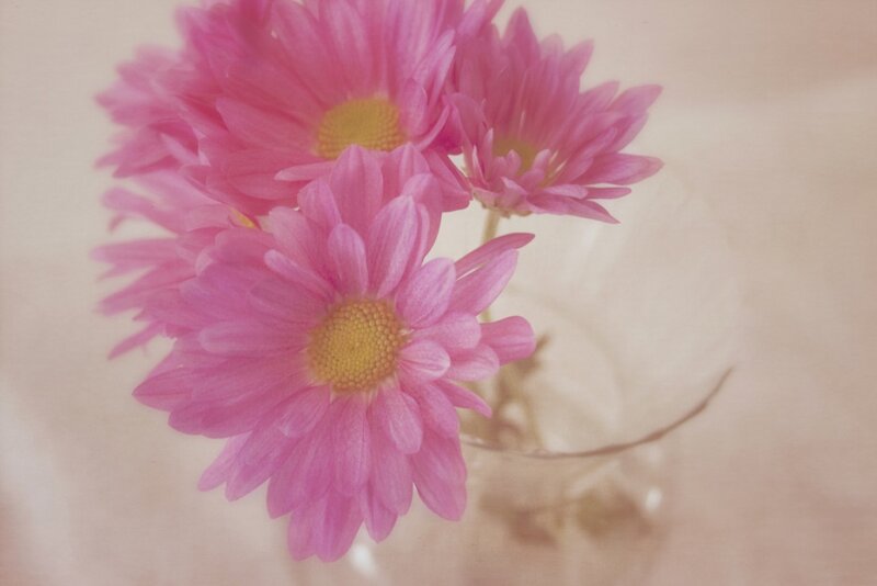 Pink Daisies in Vase — Calm, Photograph