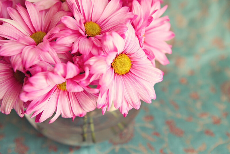 Pink Daisies in Vase — Calm