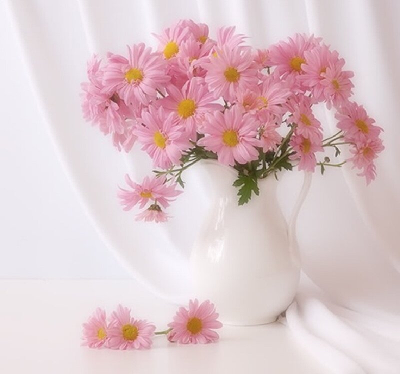 Pink Daisies in Vase — Serene, Photograph
