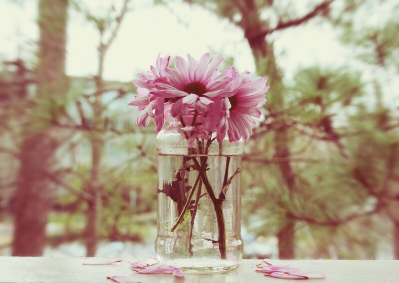 Pink Daisies in Vase — Serene, Spring