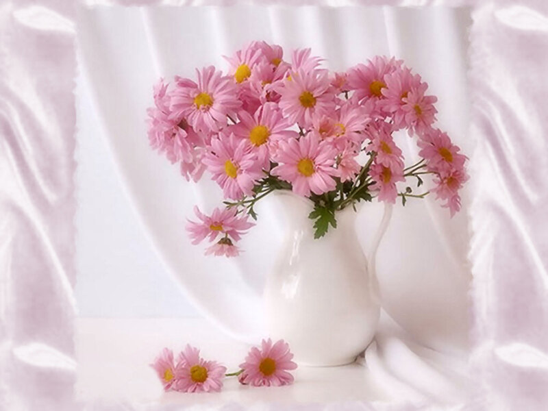 Pink Daisies in Vase — Serene