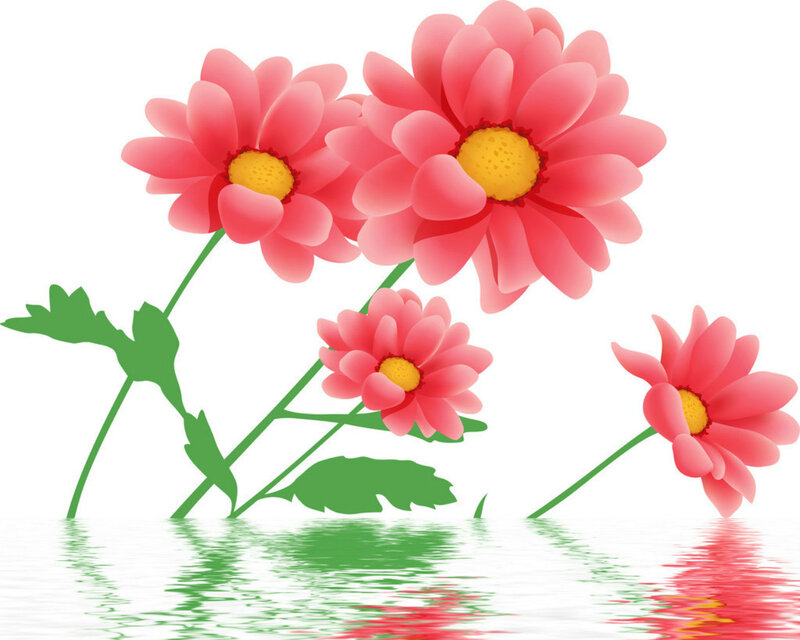 Pink Daisies in Water — Serene