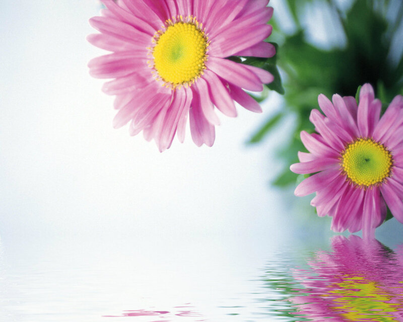 Pink Daisies in Water