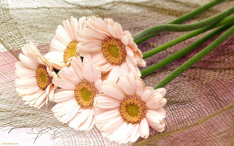 Pink daisies on mesh fabric