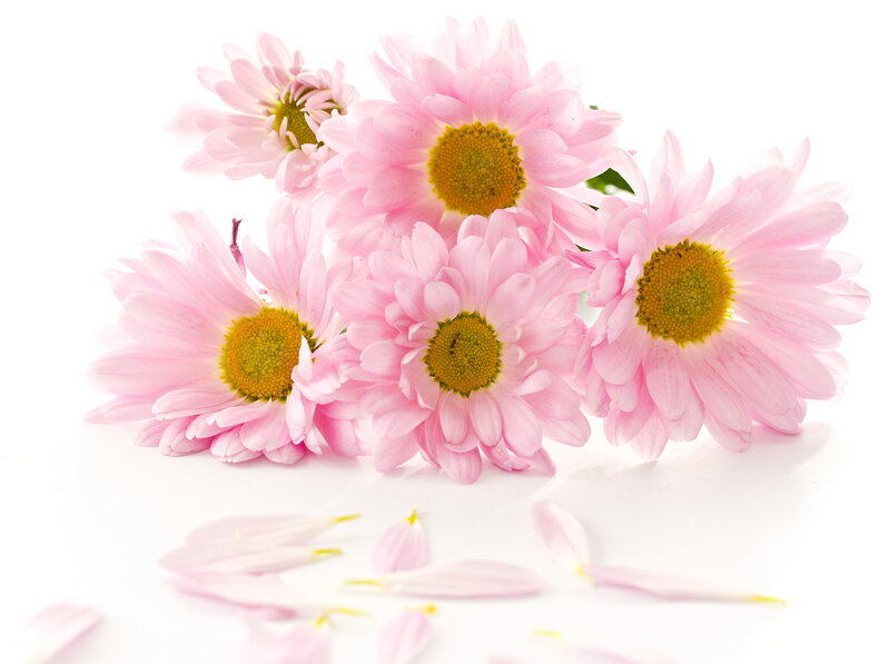 Pink Daisies on White — Calm