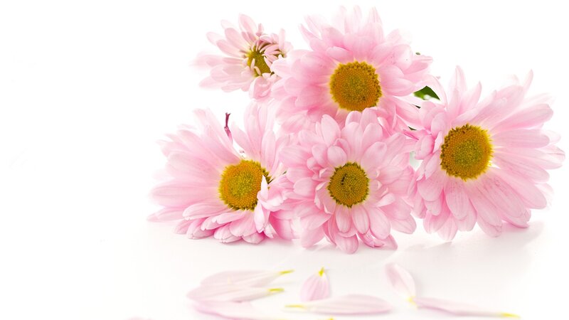 Pink Daisies on White — Serene, Photograph
