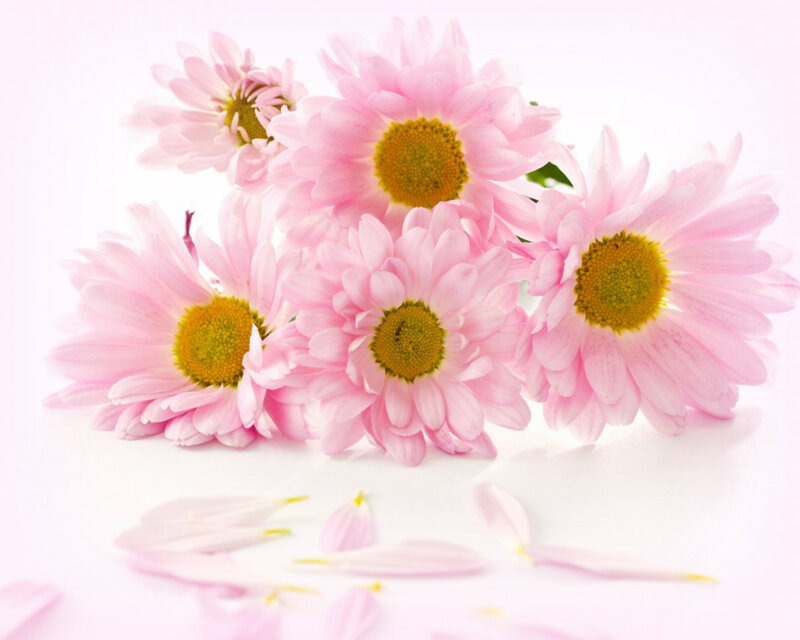 Pink Daisies on White — Serene