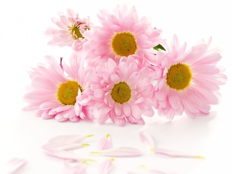 Pink Daisies on White