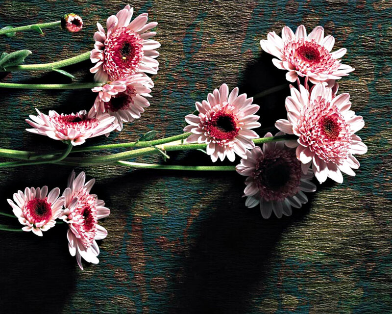 Pink Daisies on Wood — Dramatic