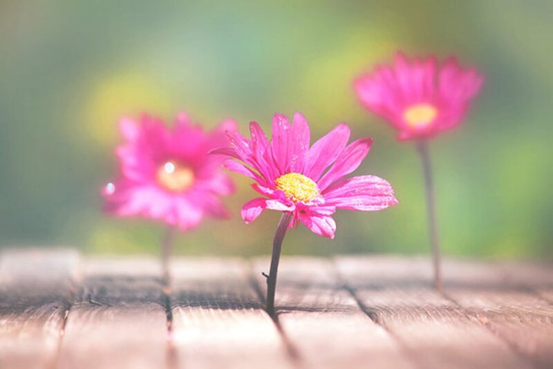 Pink Daisies on Wood