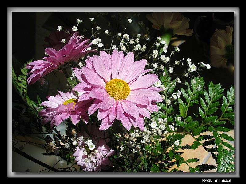 Pink daisies with baby's breath
