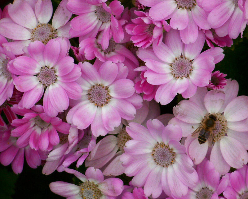Pink Daisies with Bee