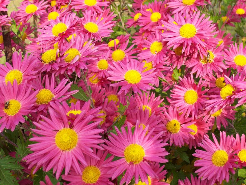 Pink Daisies with Bees
