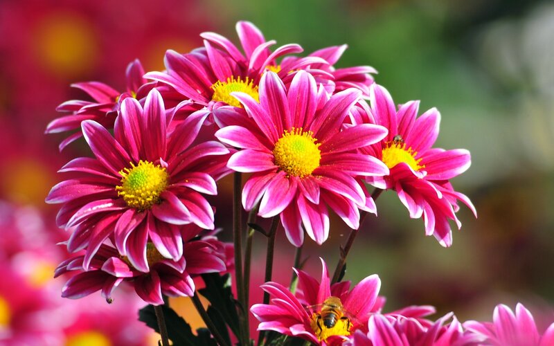 Pink Daisies with Bees — Vibrant, Afternoon