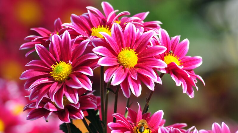 Pink Daisies with Bees — Vibrant