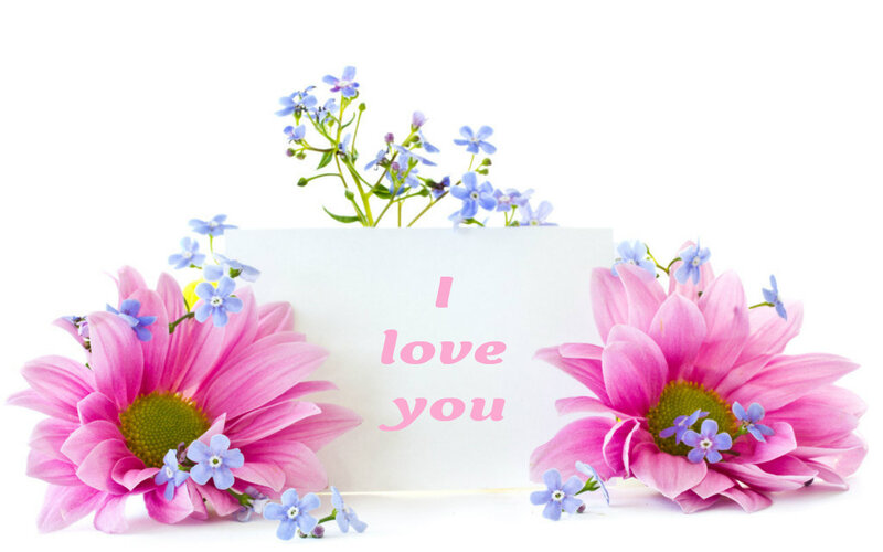 Pink Daisies with Blue Flowers — Calm, Photograph
