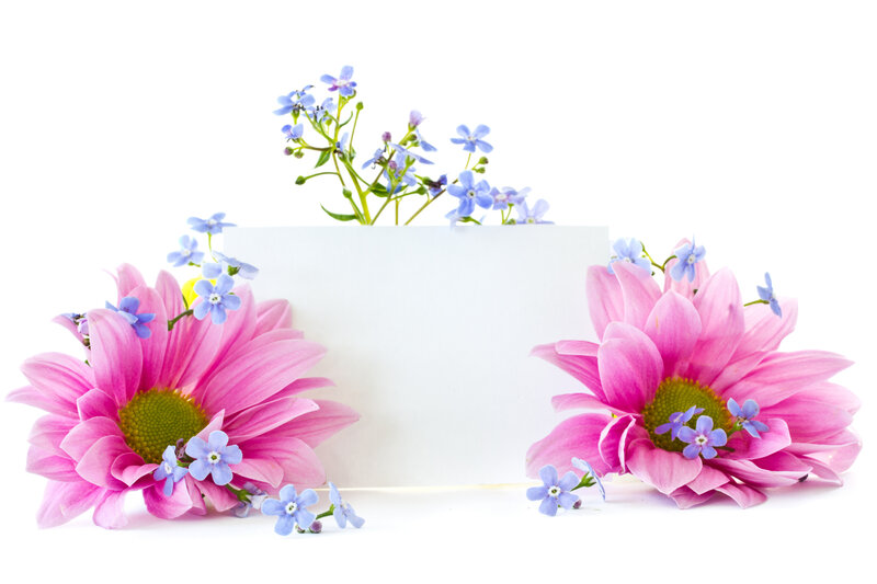Pink Daisies with Blue Flowers — Calm