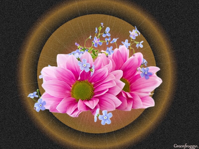Pink Daisies with Blue Flowers — Serene
