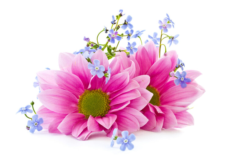 Pink Daisies with Blue Flowers