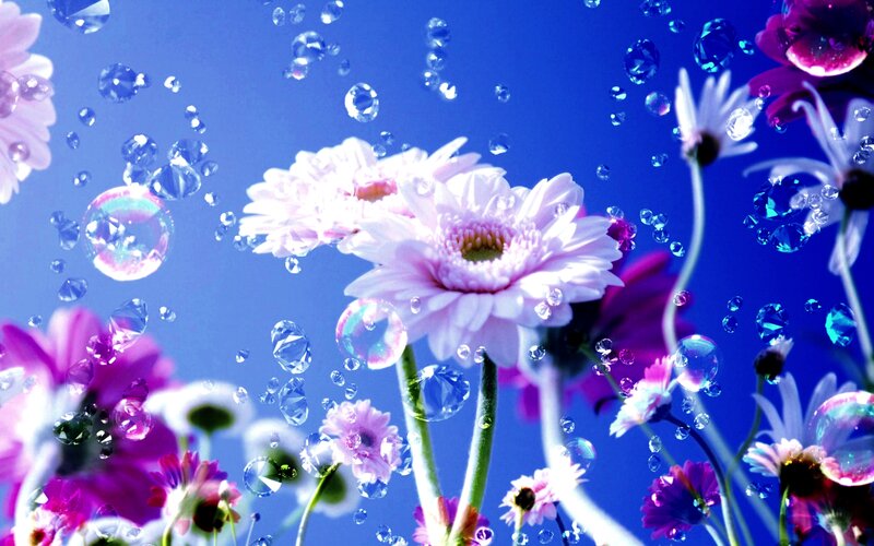 Pink Daisies with Bubbles