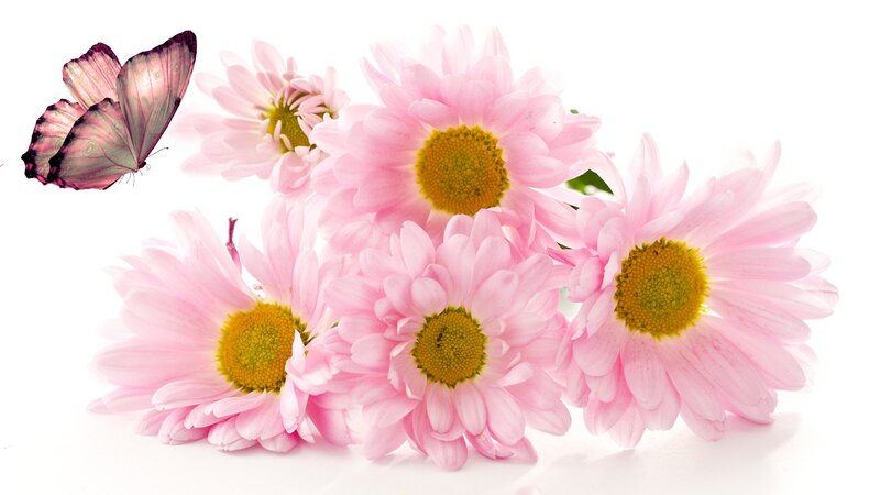 Pink Daisies with Butterfly