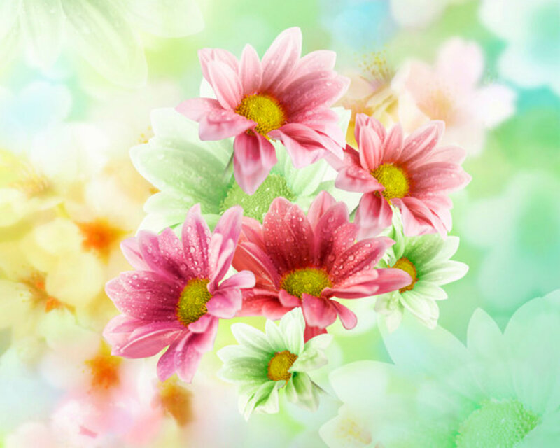 Pink Daisies with Dew — Serene