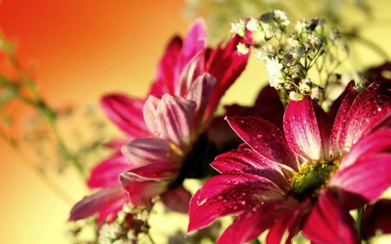 Pink Daisies with Dew