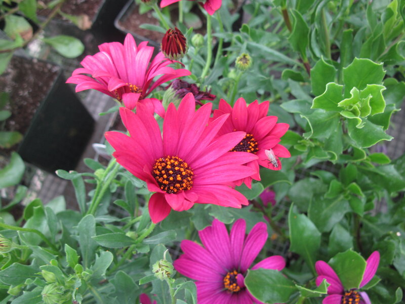 Pink Daisies with Fly