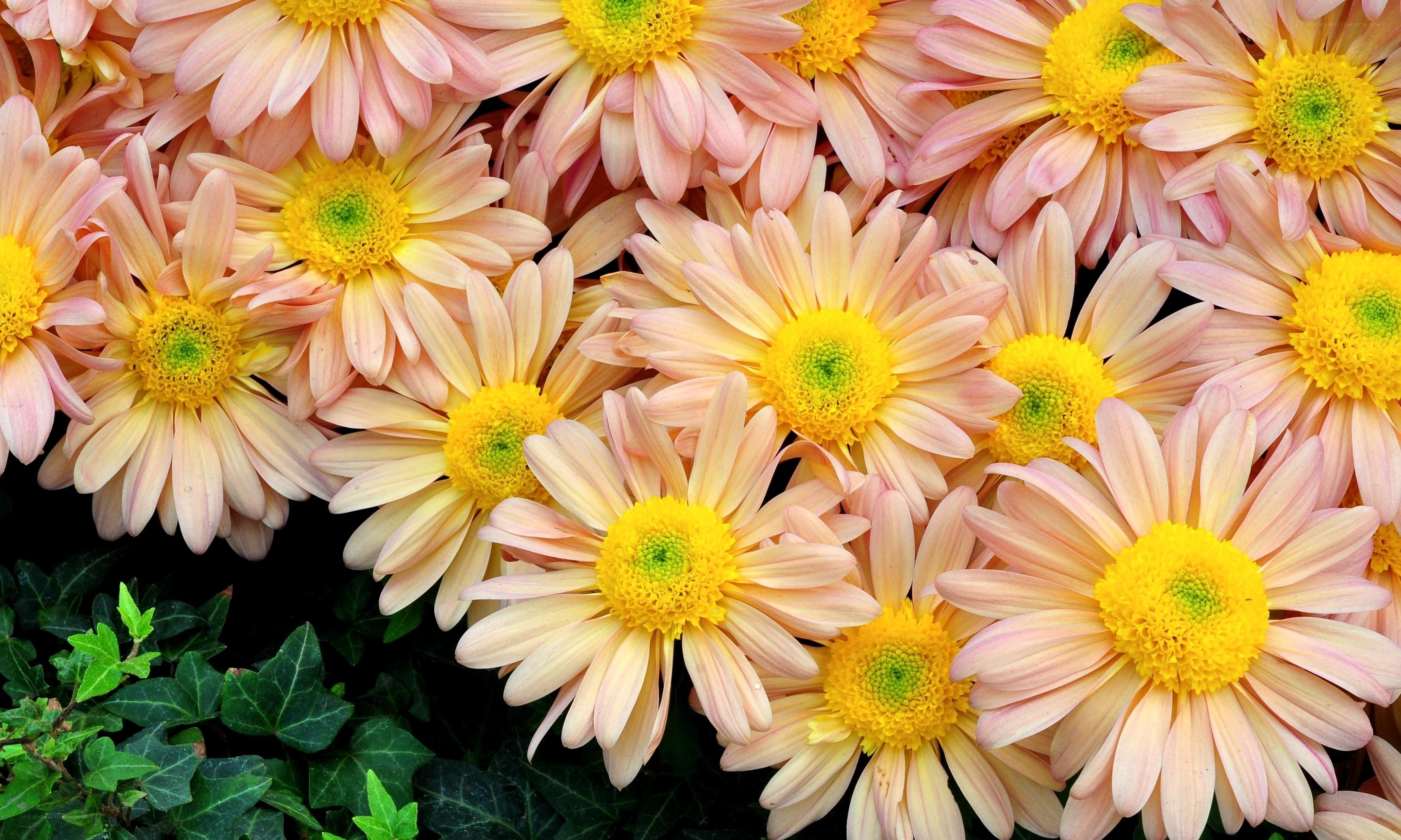 Pink daisies with green leaves