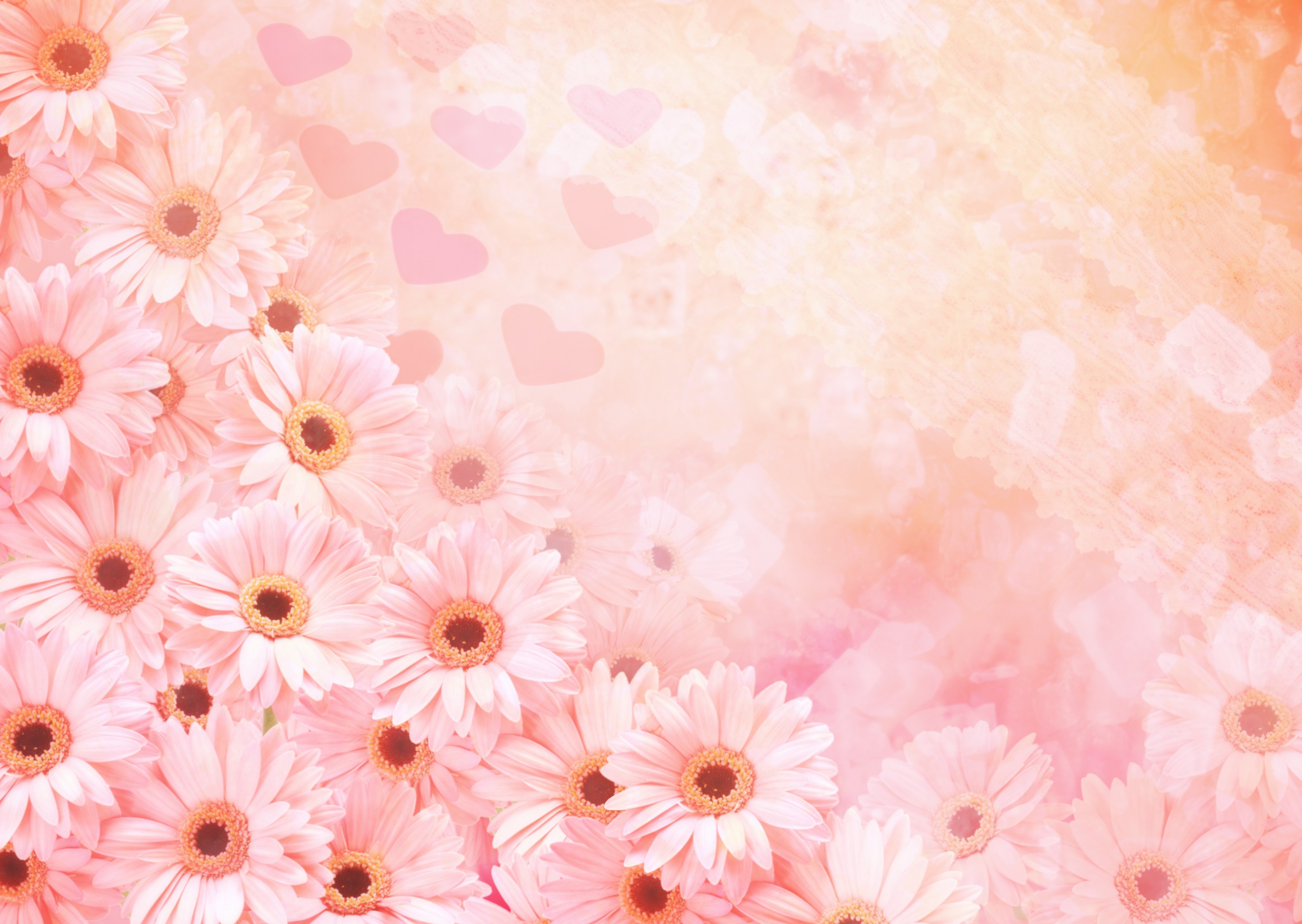 pink daisies with hearts