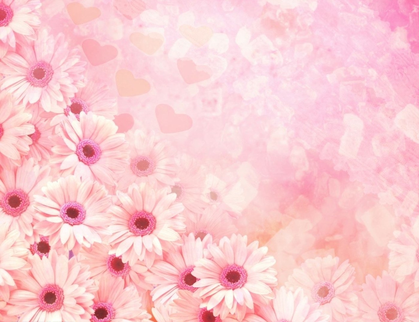 pink daisies with hearts