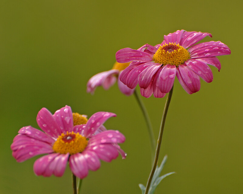 Pink daisies with water droplets