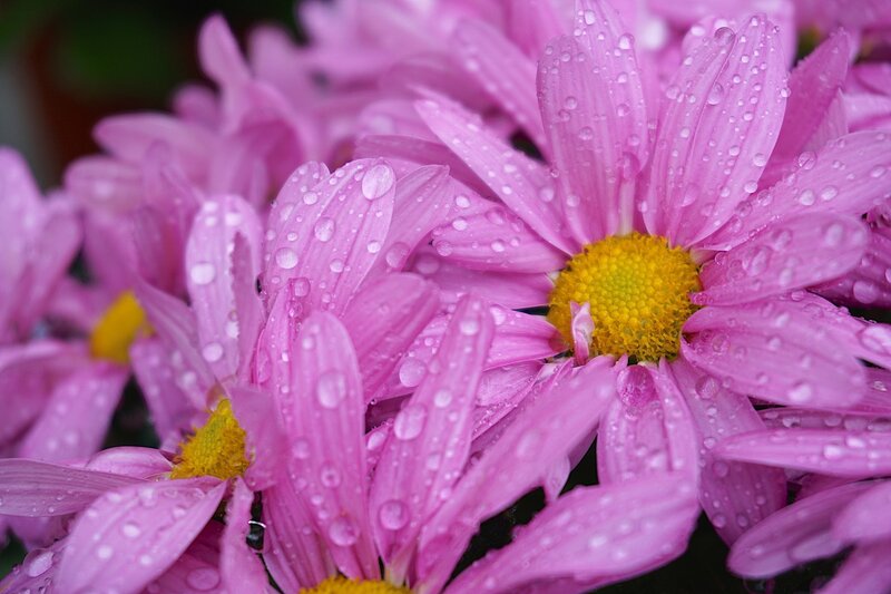 Pink Daisies with Water Droplets — Calm, Morning