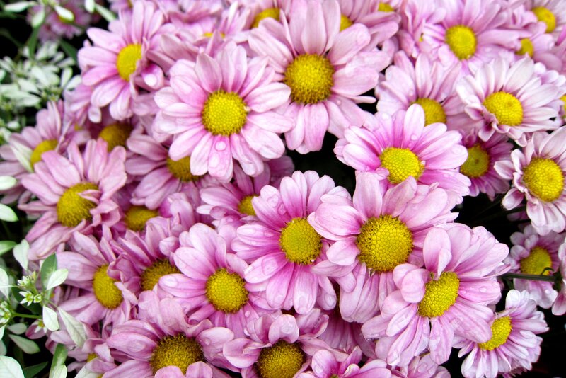 Pink Daisies with Water Droplets — Calm