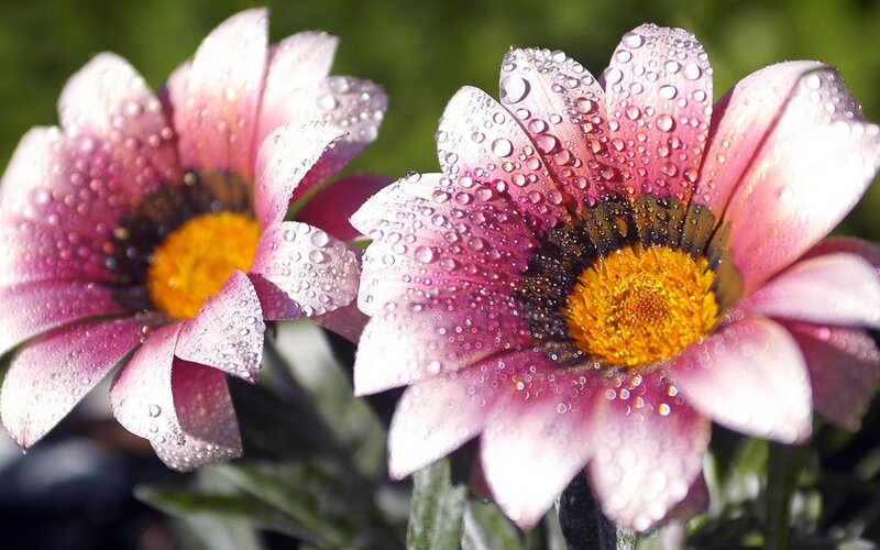 Pink Daisies with Water Droplets — Photograph