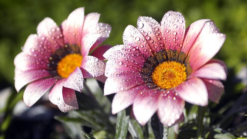 Pink Daisies with Water Droplets — Serene, Morning, Photograph